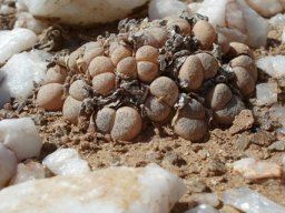 Lithops herrei